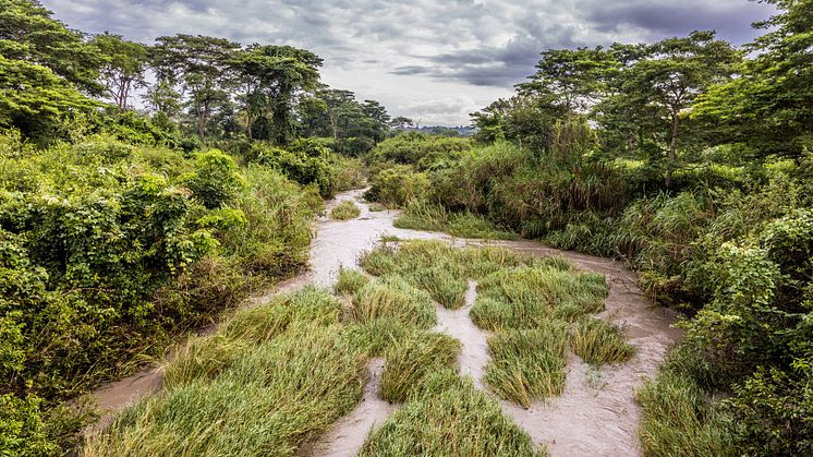 Swedfund invests €15 million to scale nature-based climate projects in Africa, Latin America and Southeast Asia